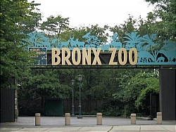 The Bronx Zoo